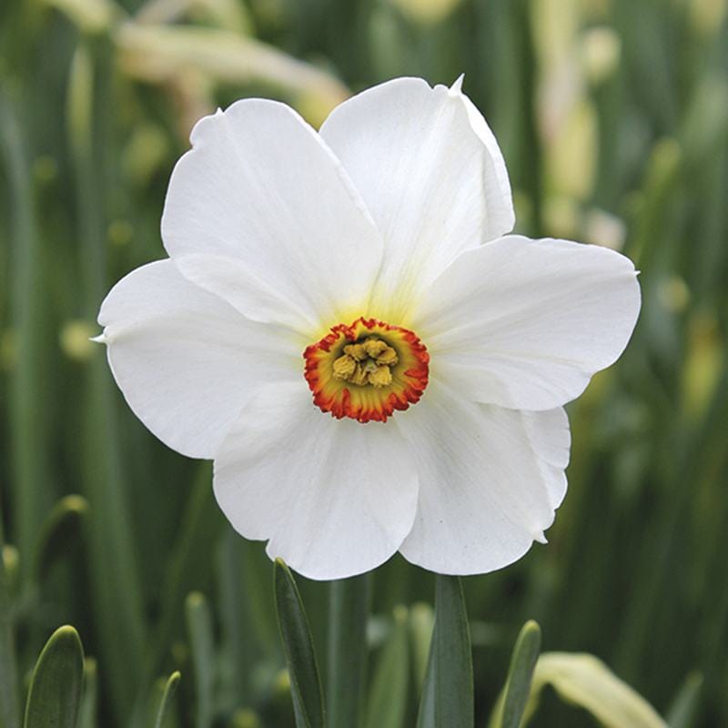Narcissus Actaea (Poeticus) Bulbs