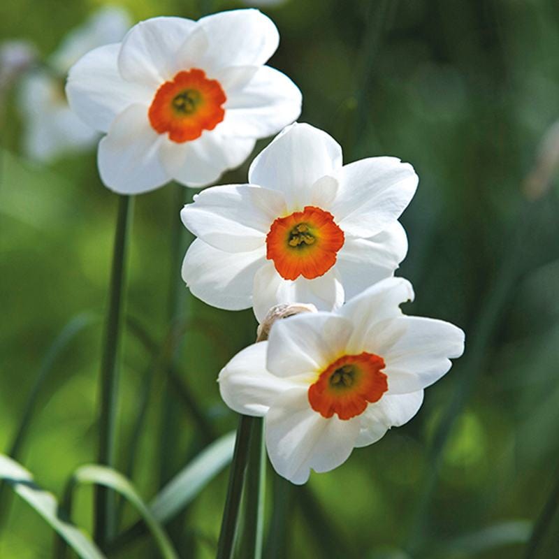 Narcissus Geranium (Tazetta) Bulbs