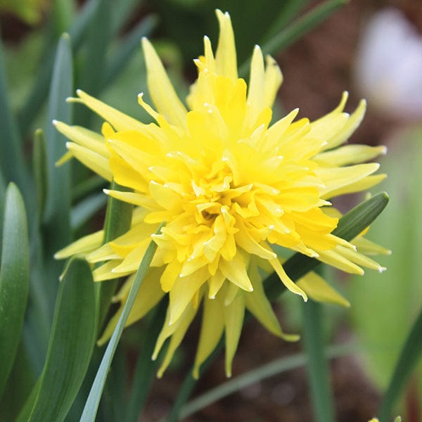 Successional Flowering Narcissi Bulb Collection