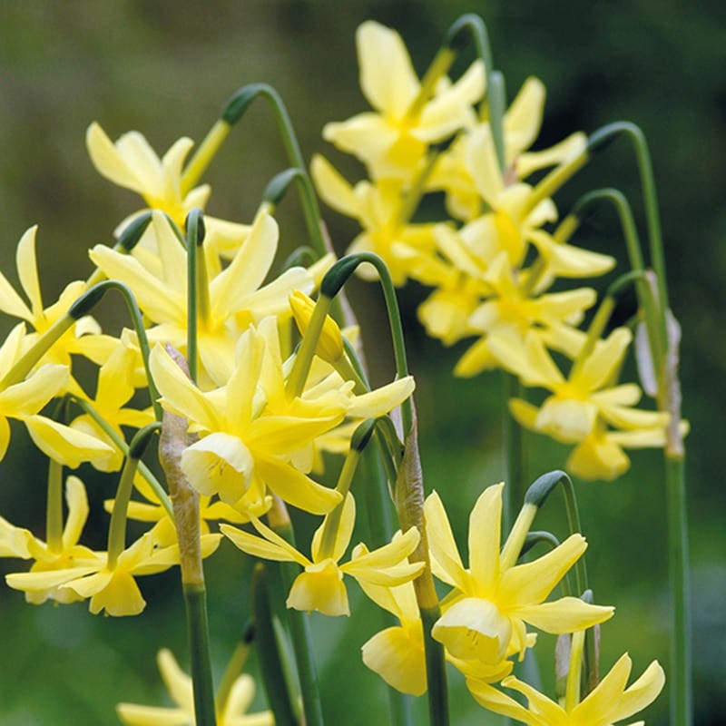 Narcissus Hawera (Jonquilla) Bulbs