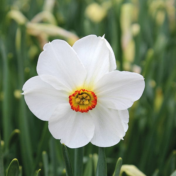 Narcissus Naturalising Bulb Collection