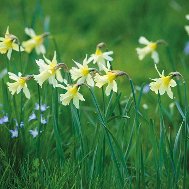 Narcissus W.P. Milner Bulbs