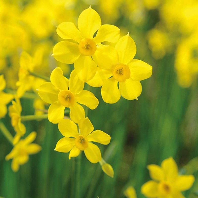 Successional Flowering Narcissi Bulb Collection