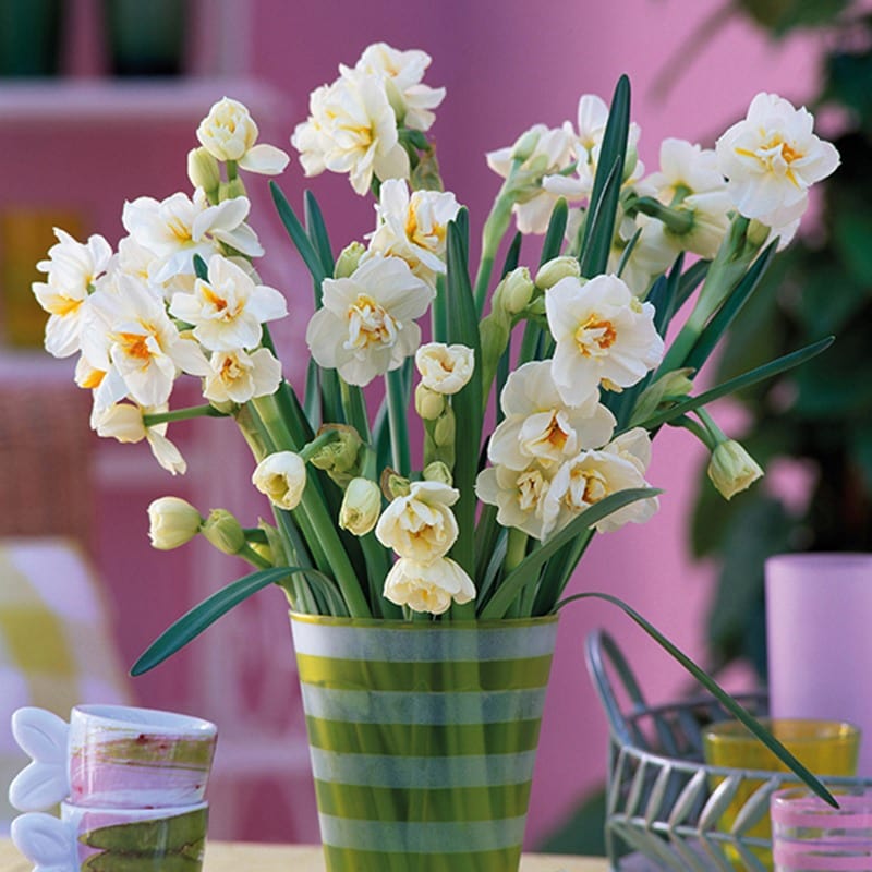 Narcissus Bridal Crown (Double) Bulbs