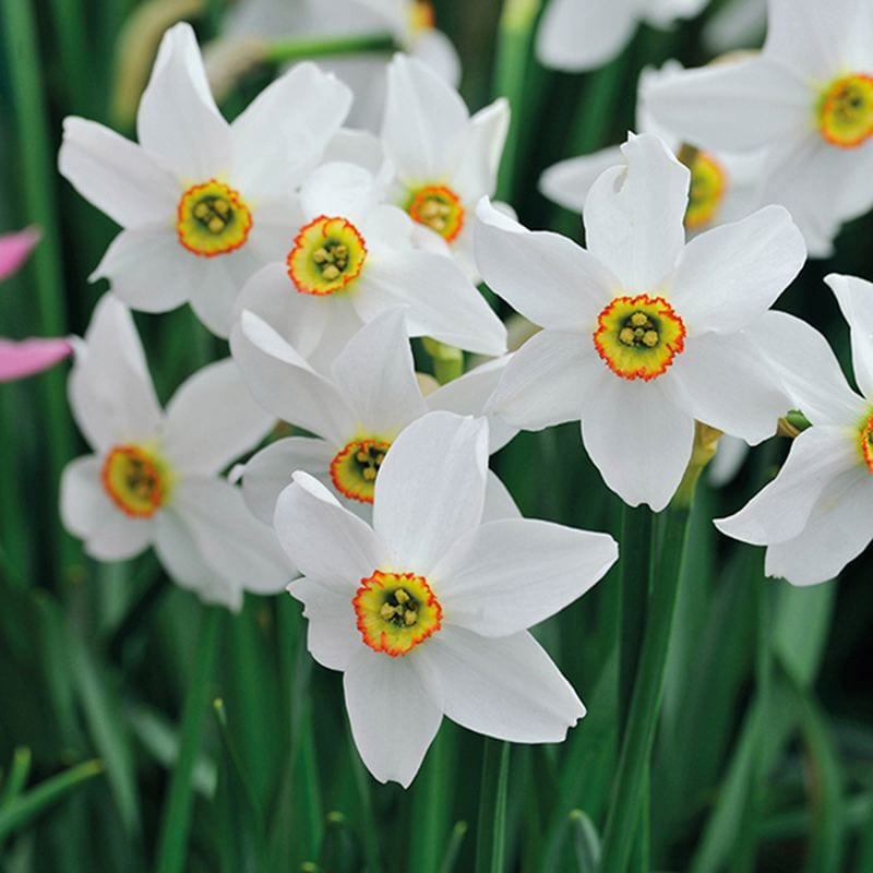 Narcissus Pheasant's Eye poeticus var. recurvus