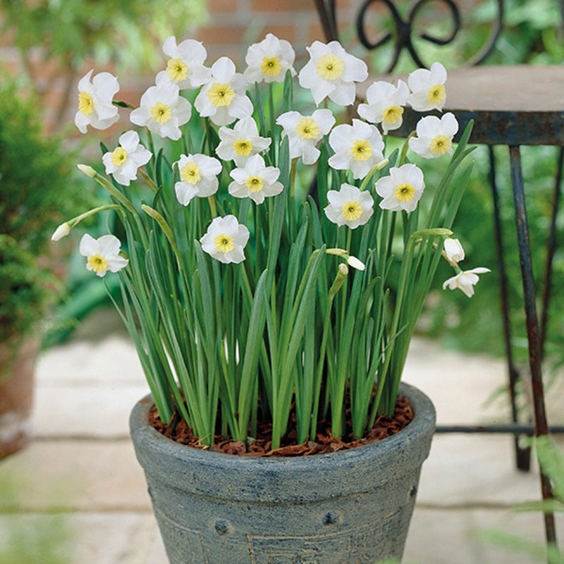 Narcissus Segovia (Jonquilla) Bulbs