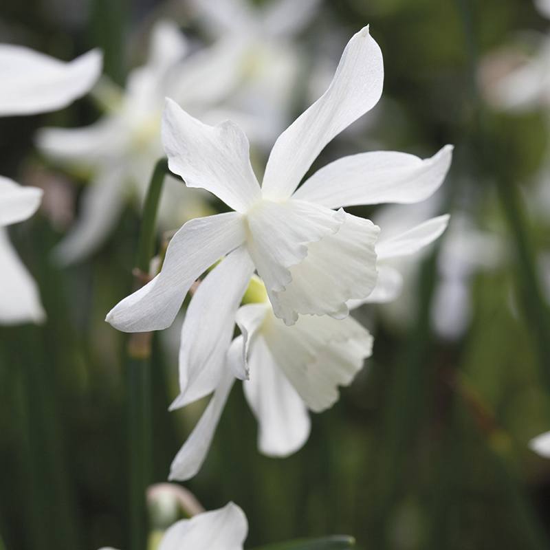 Narcissus Thalia Bulbs