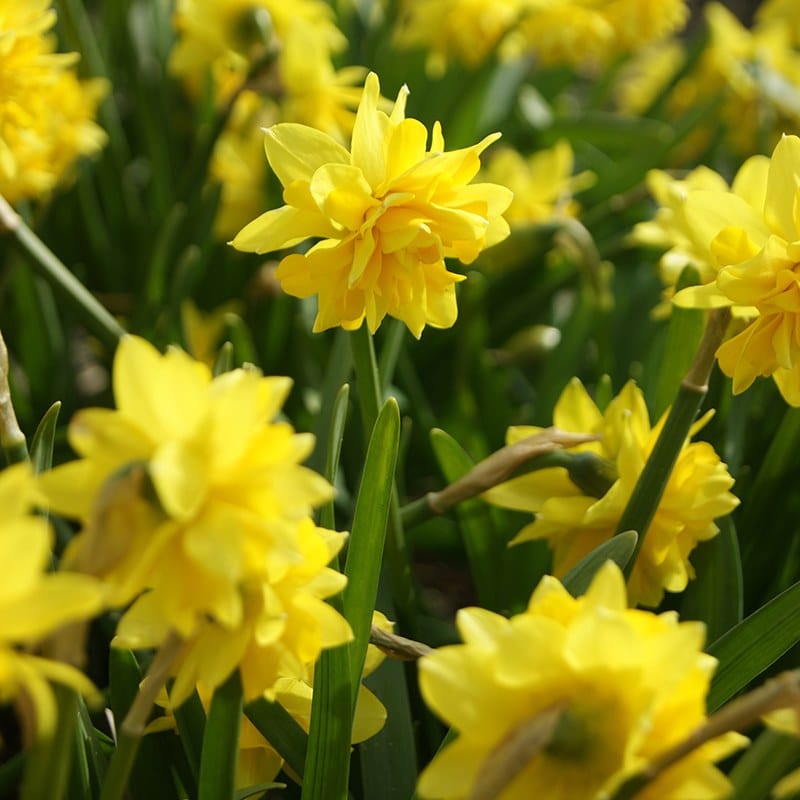 Narcissus Tete Boucle (Double) Bulbs