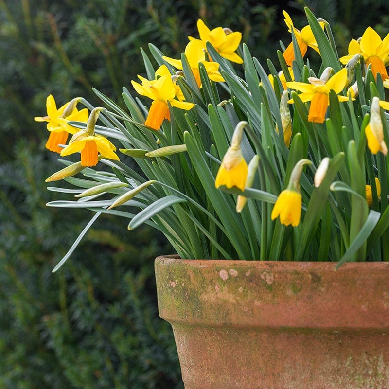 Narcissus Jetfire Bulbs