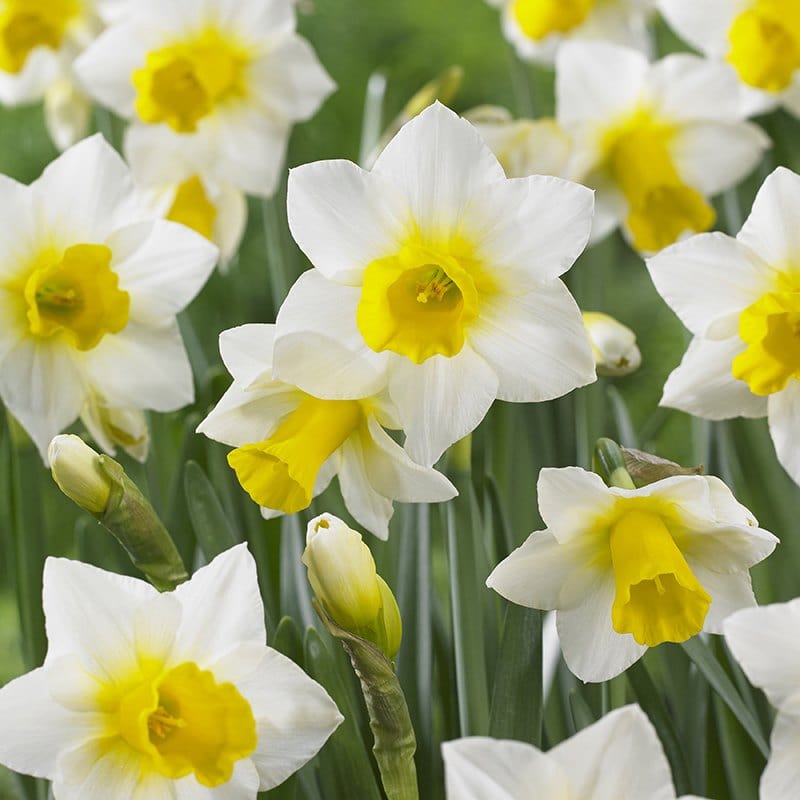 Narcissus Golden Echo (Jonquilla) Bulbs