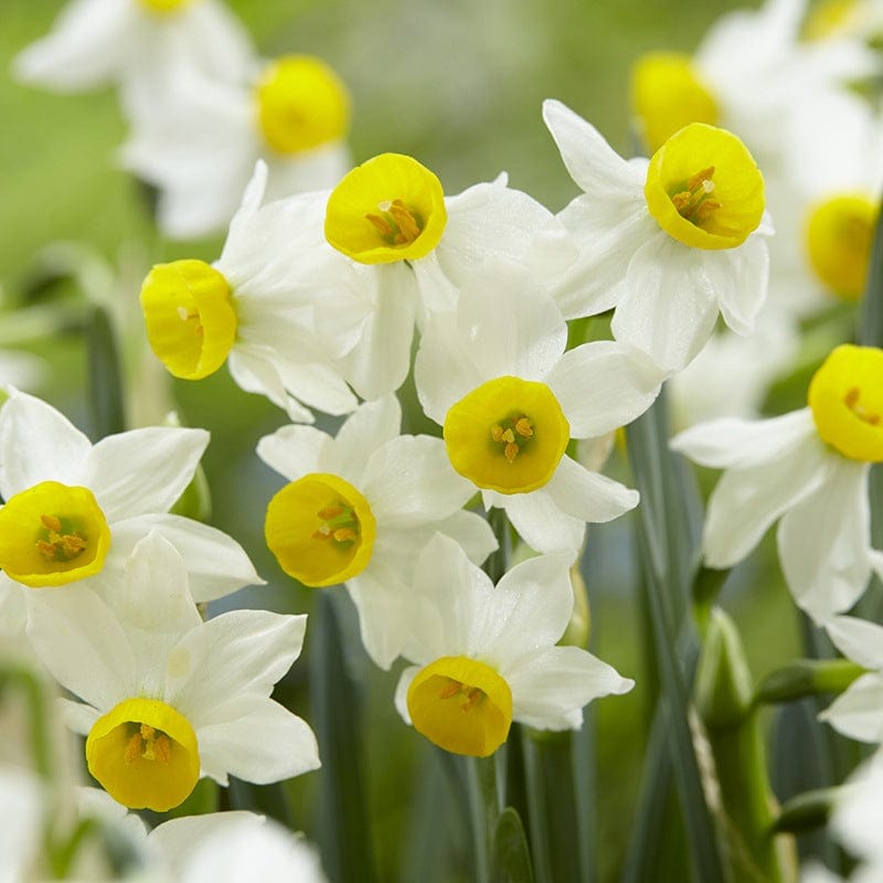 Narcissus canaliculatus (Tazetta) Bulbs