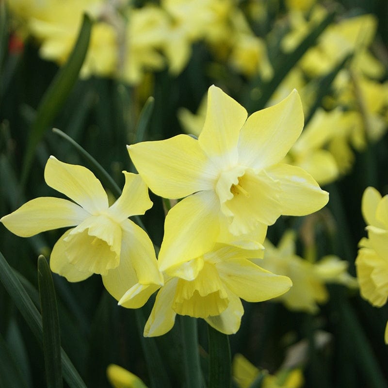 Narcissus Pipit (Jonquilla) Flower Bulbs