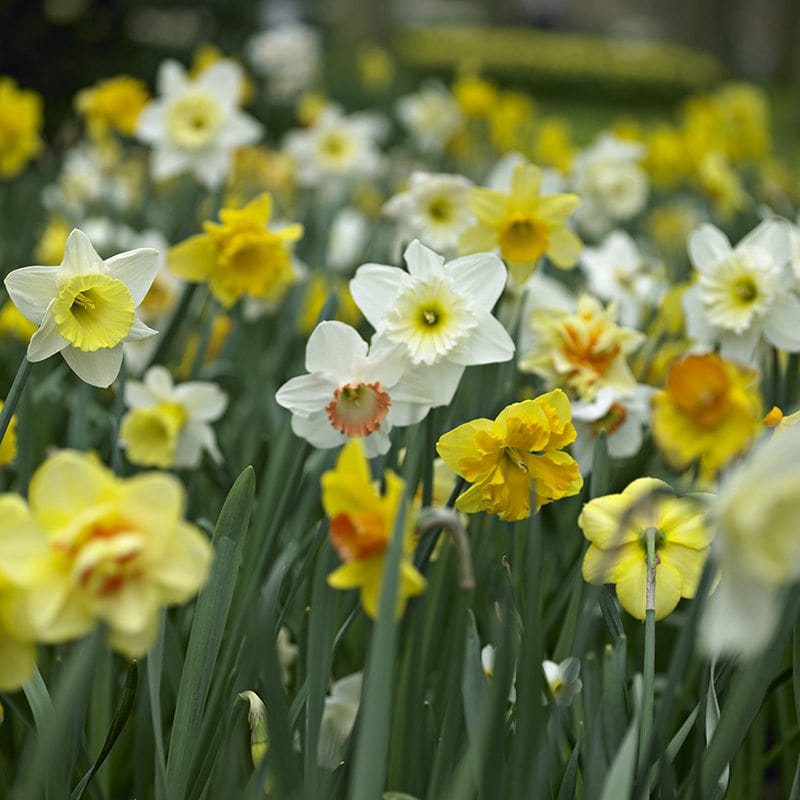 Narcissus Mixed Colours Bulb Collection