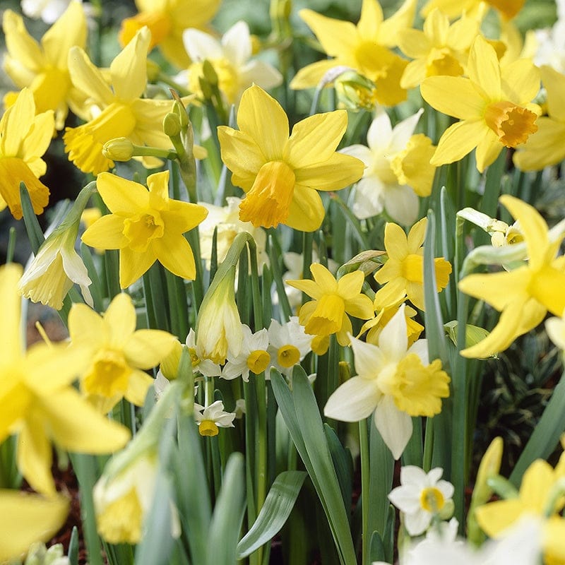 Narcissus Species Mixed Colours Bulb Collection