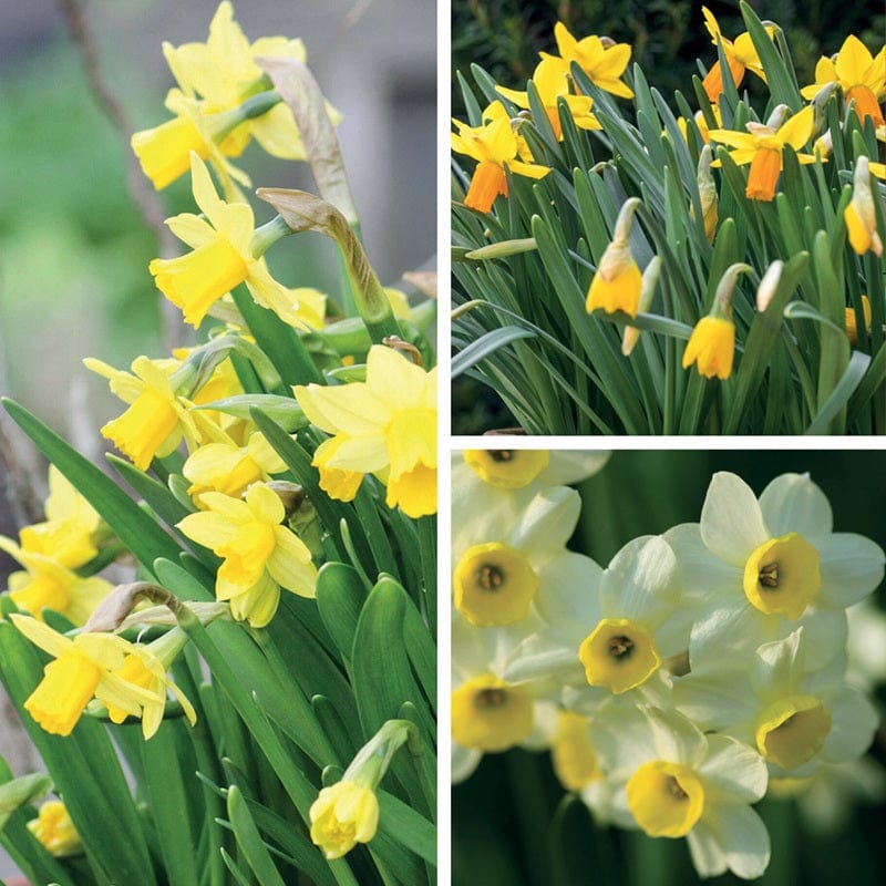 Narcissi for Containers Bulb Collection