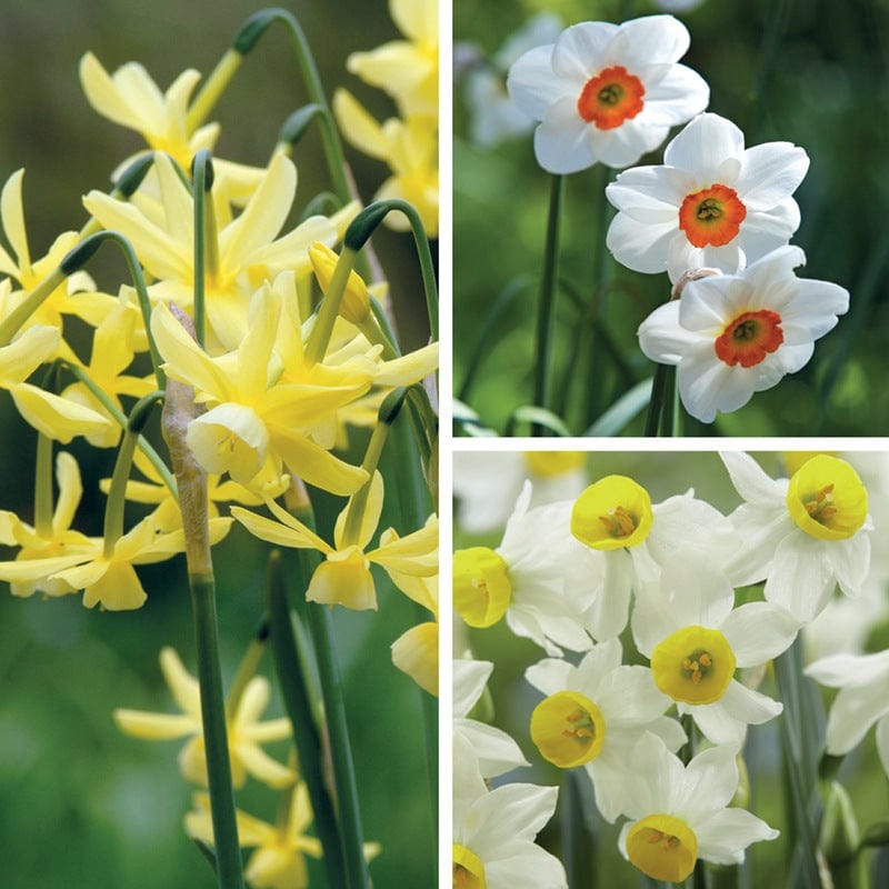 Narcissi Fragrant Bulb Collection