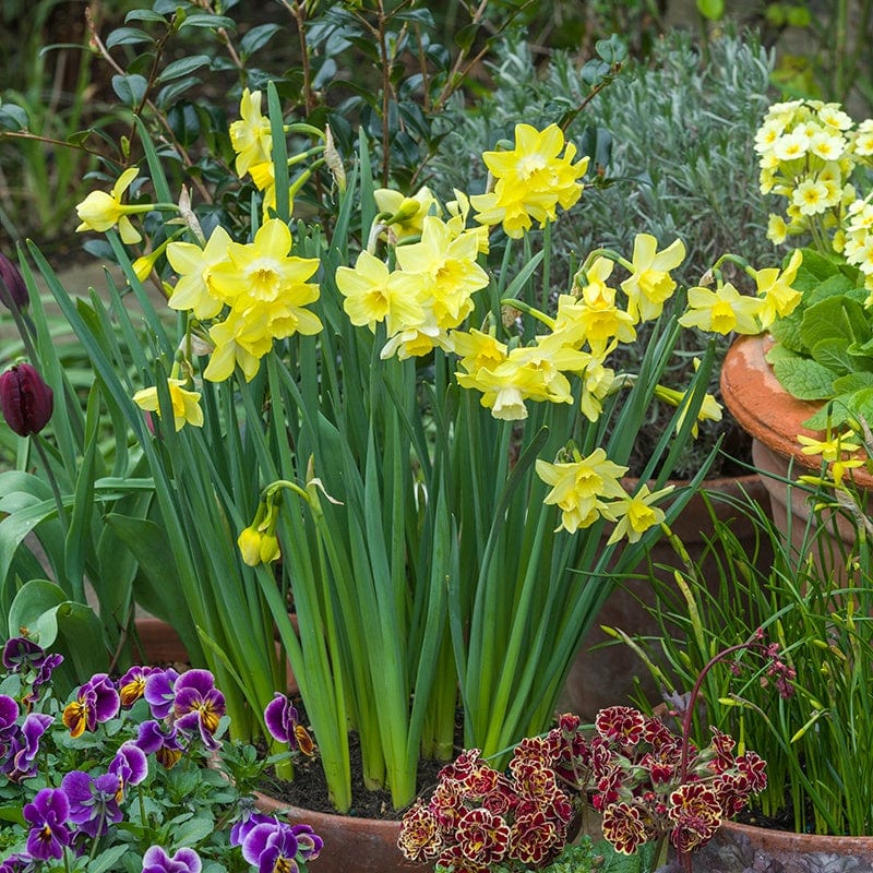 Narcissus Pipit (Jonquilla) Flower Bulbs