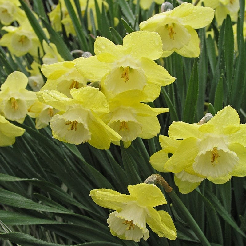100 bulbs Narcissus Binkie Bulbs