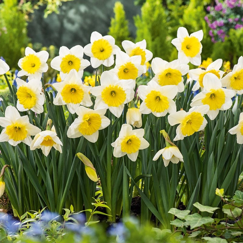 100 bulbs Narcissus Ice Follies Bulbs