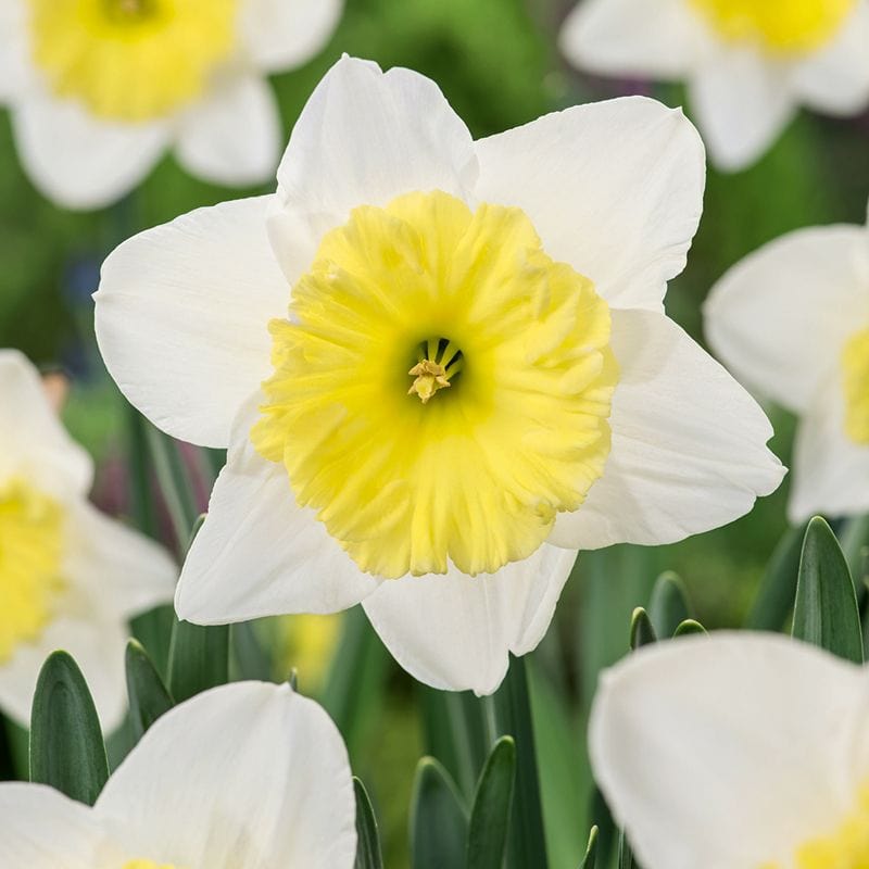 Narcissus Ice Follies Bulbs