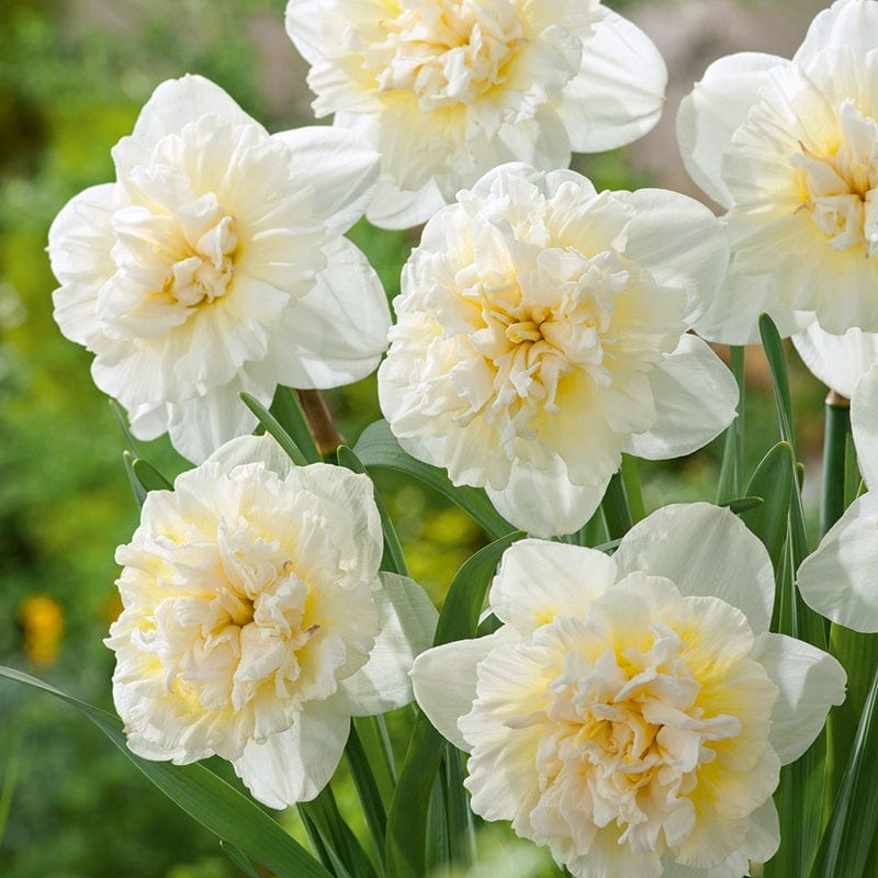 100 bulbs Narcissus Ice King Bulbs