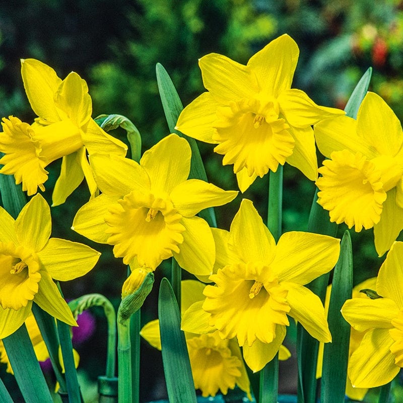 Narcissus King Alfred Bulbs