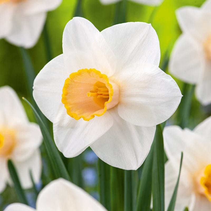 100 bulbs Narcissus Salome Bulbs
