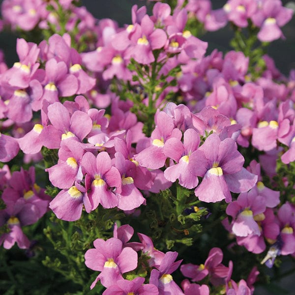 5 Young Plants Nemesia Karoo Pink Flower Plants