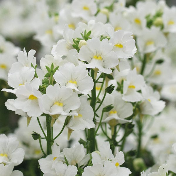 3 x 9cm Plants Nemesia Karoo White Flower Plants