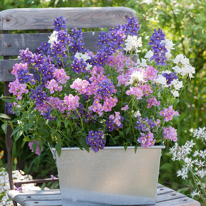 Potted plant with purple, pink, and white flowers on a wooden chair outdoors.