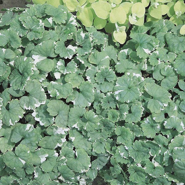 Nepeta Flower Plants