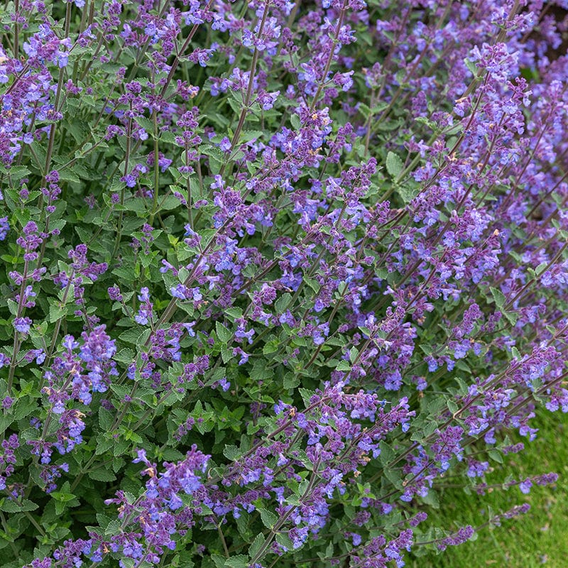 1 Potted 9cm Plant Nepeta Kit Kat Flower Plants