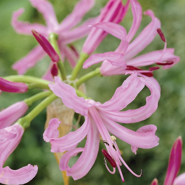 Nerine bowdenii Flower Bulbs