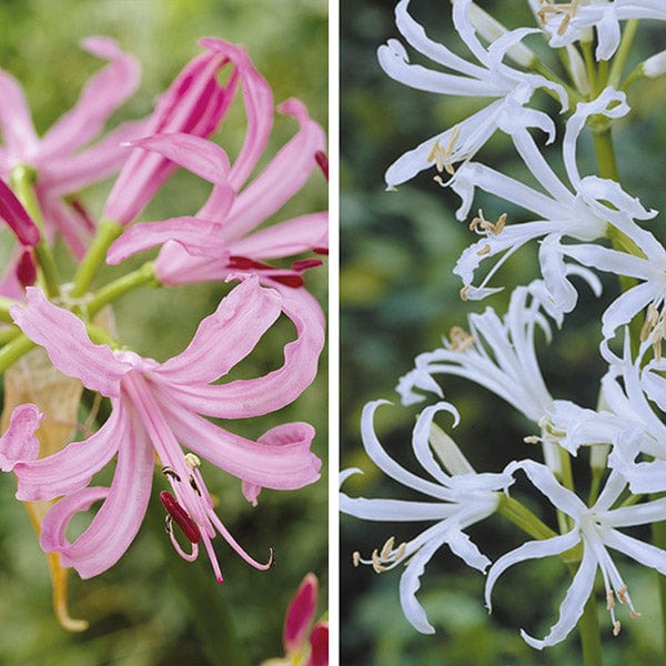 Nerine Flower Bulb Collection