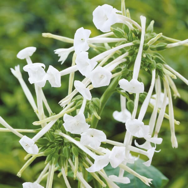 Nicotiana sylvestris Flower Plants