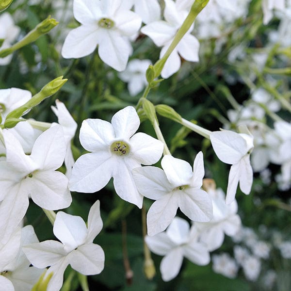 Nicotiana Grandiflora Flower Plants