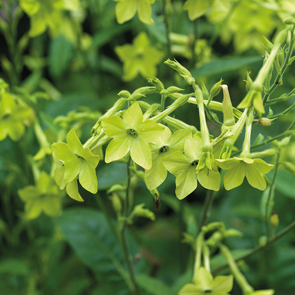 Nicotiana alata Lime Flower Plants