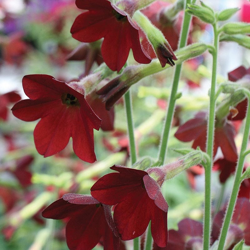 Nicotiana Baby Bella Flower Plants