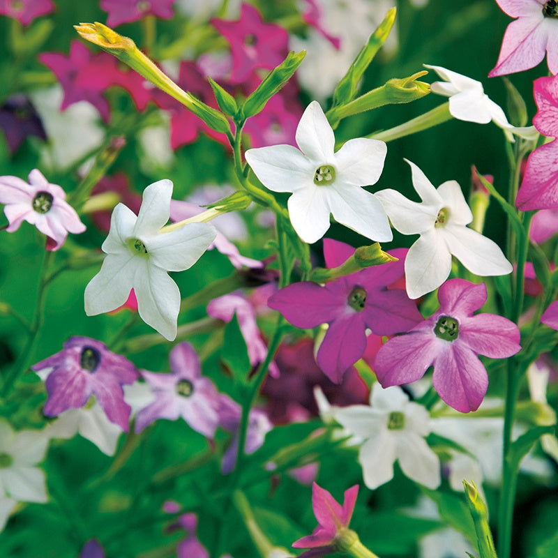 Nicotiana Perfume Mixed F1