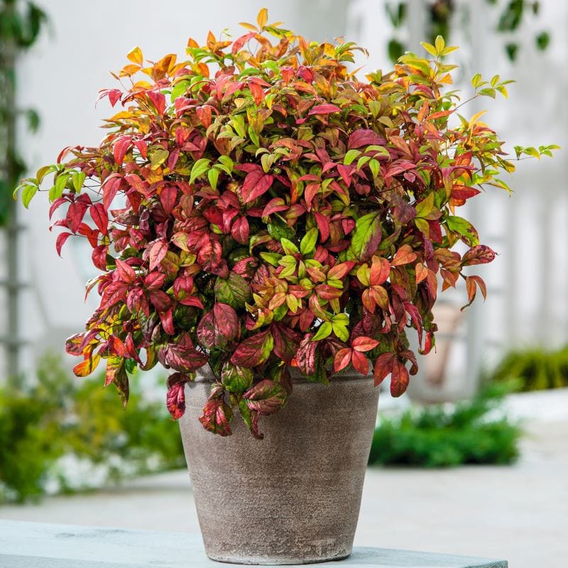 Nandina domestica Firepower Shrub Plants