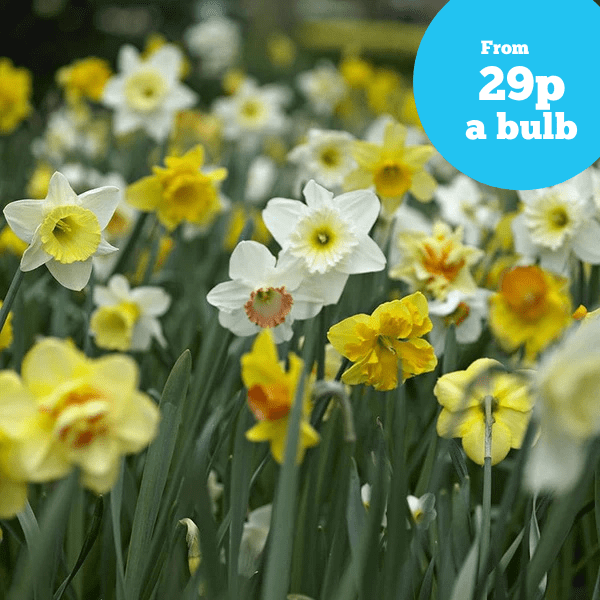 Narcissus Mixed Colours Bulb Collection