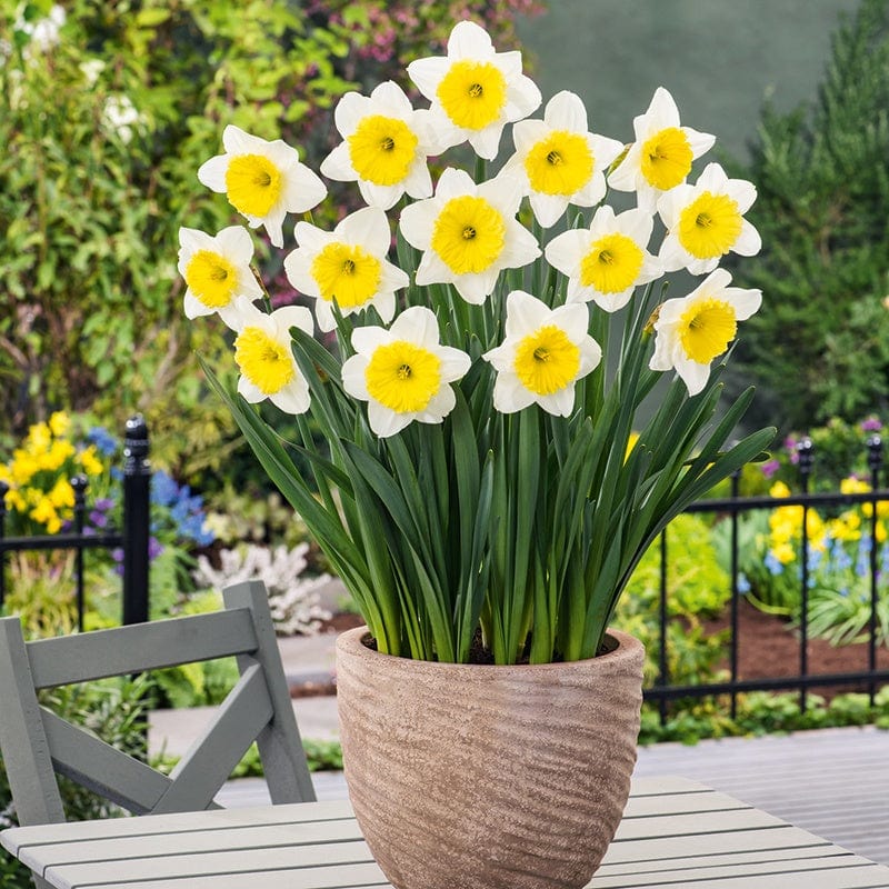 Narcissus Ice Follies Bulbs