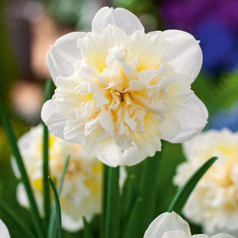 Narcissus Ice King Bulbs