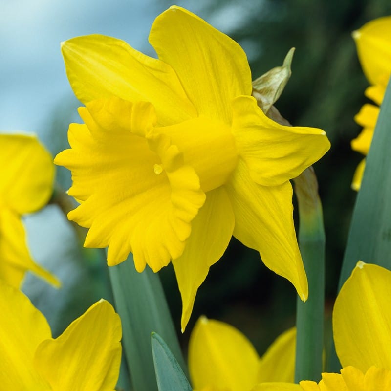 Narcissus King Alfred Bulbs