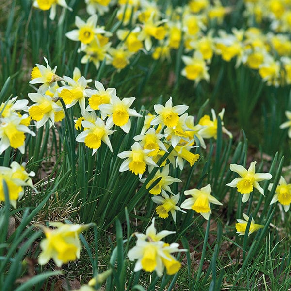 Narcissus Naturalising Bulb Collection