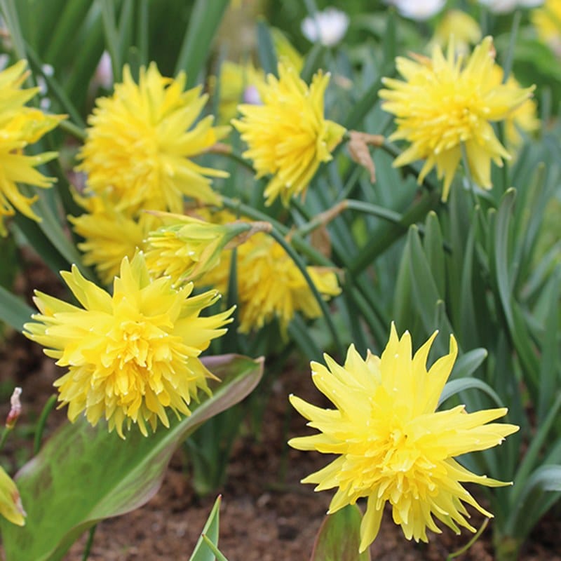 Narcissus Rip van Winkle (Tazetta) Bulbs