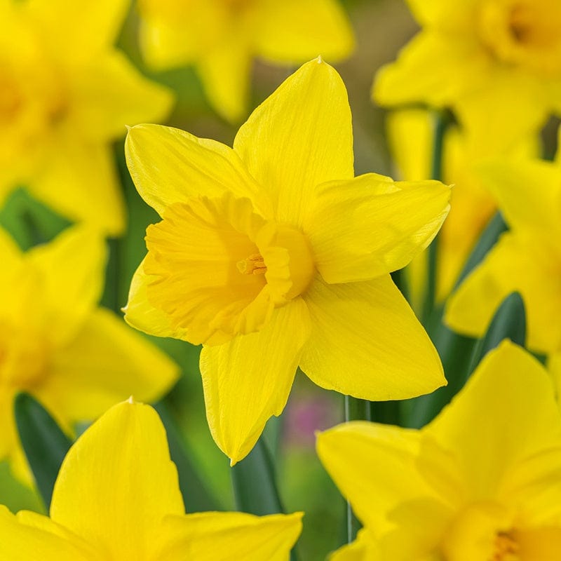 Narcissus Tamara Bulbs