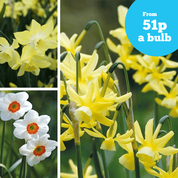 Narcissus Fragrant Bulb Collection