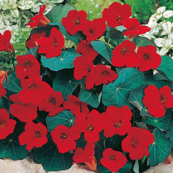Bouquet of bright red flowers with green leaves