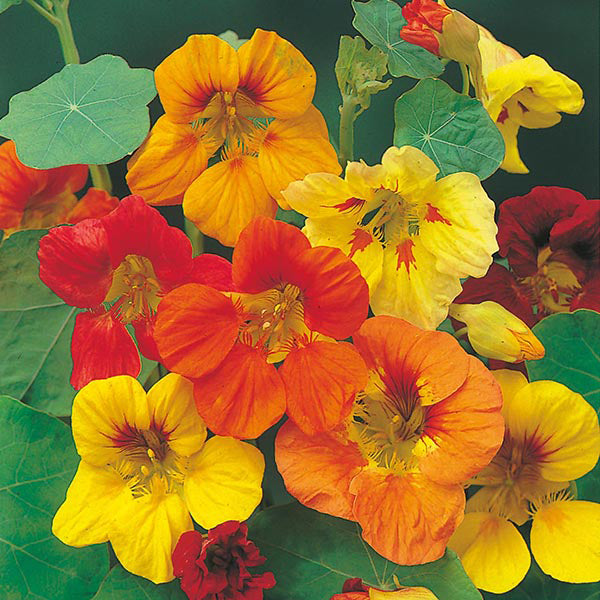 Colorful nasturtium flowers with green leaves on a dark background